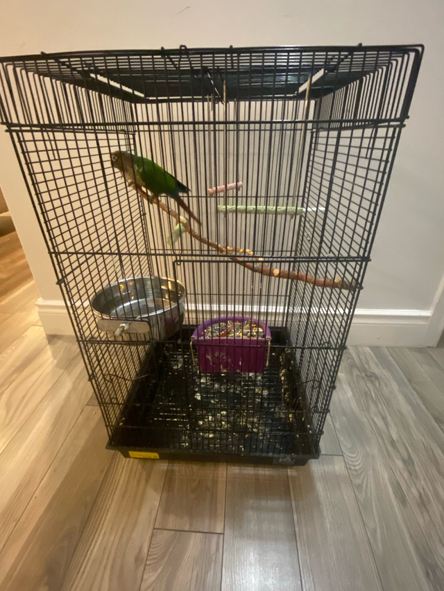 conure birds in Birds for Rehoming in Windsor Region - Image 3
