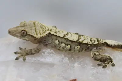 Yellow Male Crested Gecko, View more