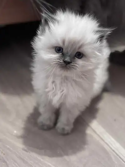 Persian x Siberian kittens , View more