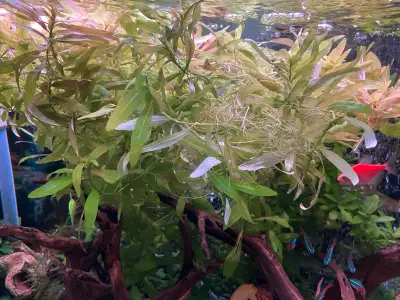 plantes aquarium 5$ un ziploc , View more
