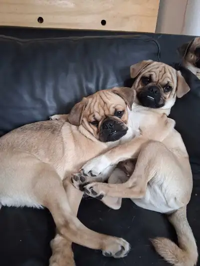 chiots pug / chihuahua , View more