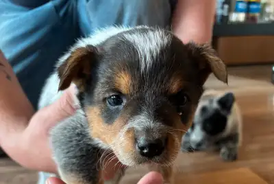 pure bred blue heeler pups for sale., View more