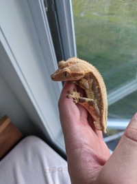 Crested gecko male and female for rehoming