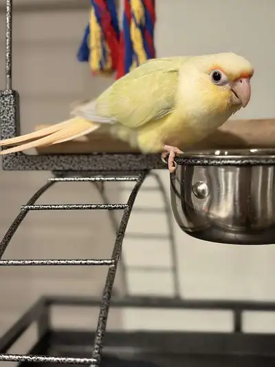 Baby mooncheek conure parrot, greencheek mutation, Handfed babie, View more