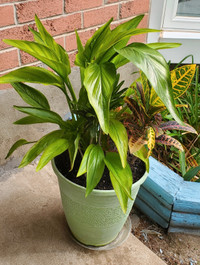 Exotic Yellow Calla Lilly Plant