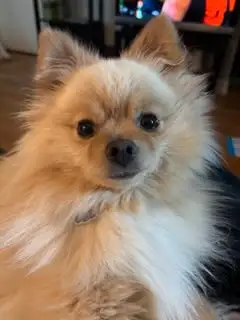 2yr old Female Pomeranian, View more