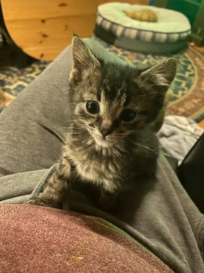 Small kitten, View more