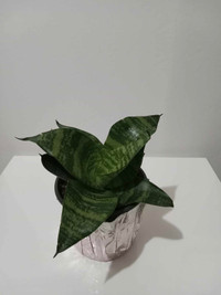 SALE - Mini Snake Plant