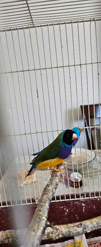 Gorgeous gouldian finches 