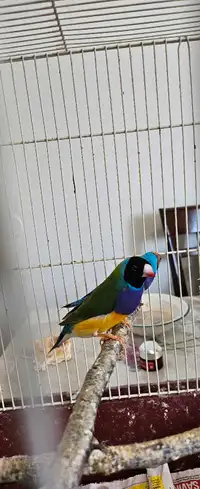 $180 for both male gouldian finches ready to breed 