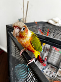 Conure Parrot for sale very friendly