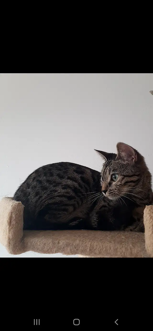 Bengals Purs ❤ in Cats & Kittens for Rehoming in City of Montréal - Image 7