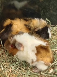 baby guinea pigs Kawartha Lakes Peterborough Area Preview