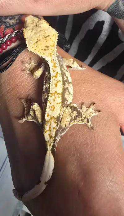 5 month old extreme harlequin crested gecko, View more