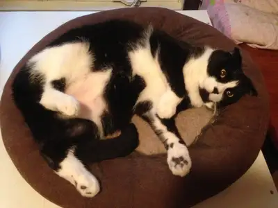 Cat Sitter / Cat Home visits / Cat Boarding Hotel, View more