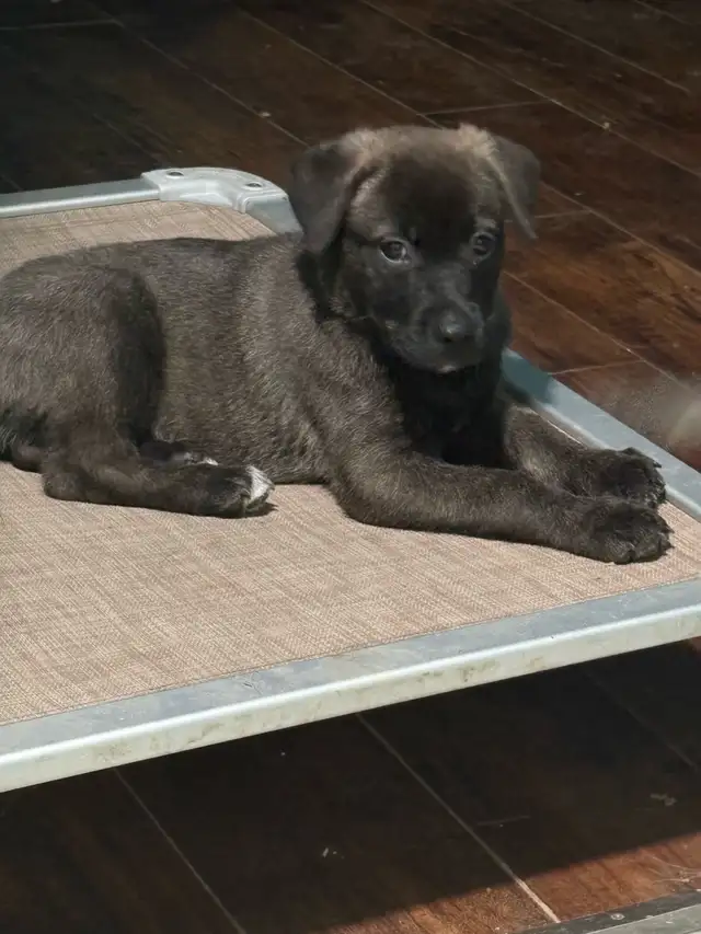 Puppies for sale in Dogs & Puppies for Rehoming in Sudbury - Image 5