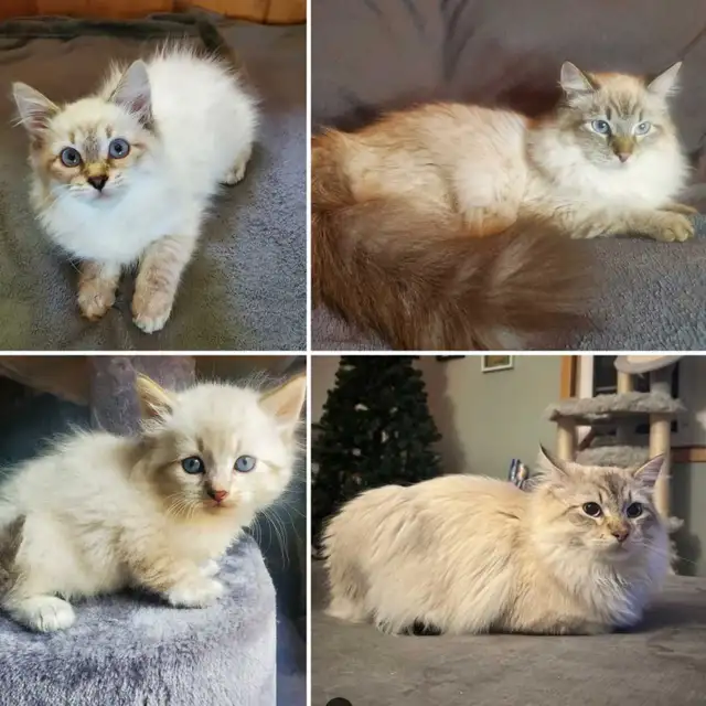 Hypoallergenic TICA Registered Siberian Kittens