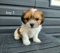 Puppies For Sale! 4 Left! 