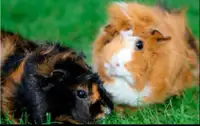 2 Guinea pigs (Abyssinian) 