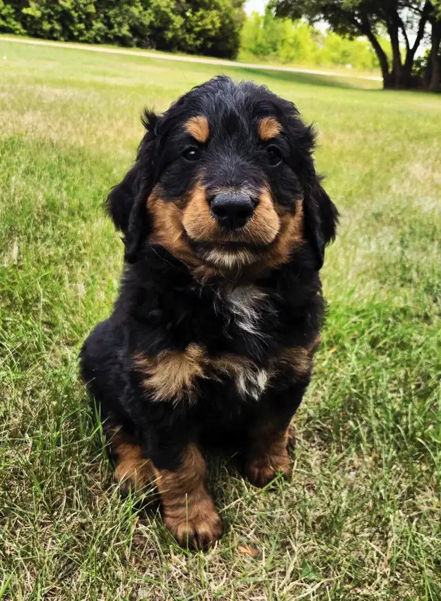 bernedoodle puppies in Dogs & Puppies for Rehoming in Thunder Bay - Image 3