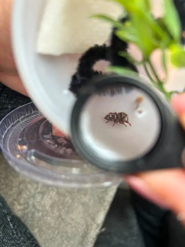 Regal Jumping Spiders in Other in Markham / York Region - Image 3
