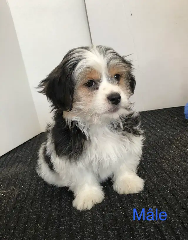 Morkies tricolores au pelage fourni ! in Dogs & Puppies for Rehoming in Victoriaville - Image 4