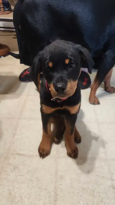 Beautiful 12 Week Female Rottweiler, View more