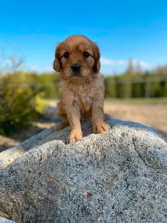 Male Cavapoo is the breed in Dogs & Puppies for Rehoming in Oakville / Halton Region - Image 5