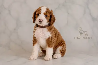 Adorable Standard Poodle Puppies - Last Two, View more