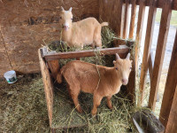 Goat Bucklings Lamancha cross