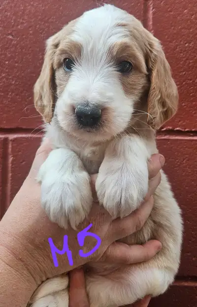 f1 b golden doodle puppies, View more