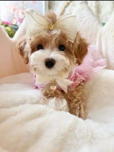 TeddyBear Maltipoo puppy Mini tiny size (poodle/Maltese, View more