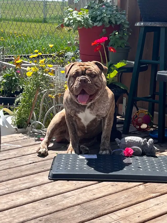 Dog trainer449234501957724162