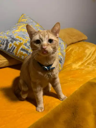Offering pet sitting and house sitting services. If you need someone to feed and check on your cats,...