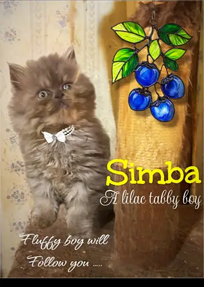 Persian Kittens ((flat extreme face and rare colours), View more