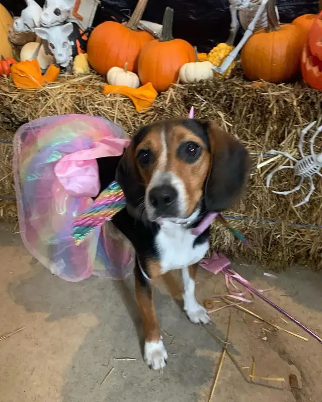 beagle to rehome in Dogs & Puppies for Rehoming in Barrie - Image 3