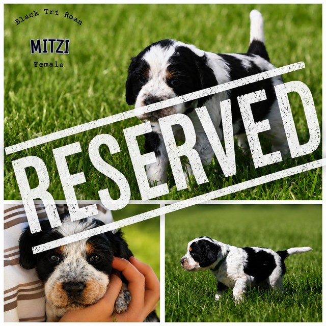 Purebred CKC English Springer Spaniel Puppies in Dogs & Puppies for Rehoming in London - Image 11