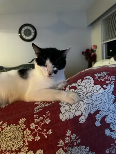 rehome cat, View more