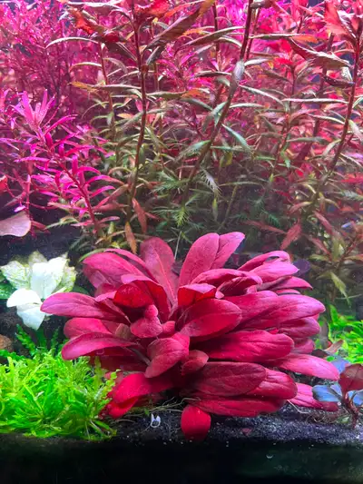 Samolus Parviflorus Red Aquarium Plants, View more