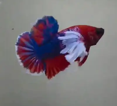 Thailand betta halfmoon plaket red and blue, View more