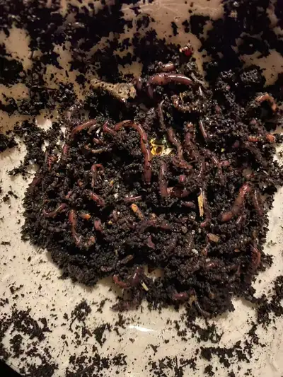 Red wiggler composting worms , View more