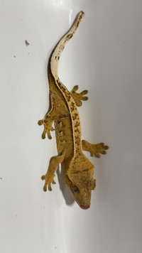 Yellow Crested Gecko for Sale 