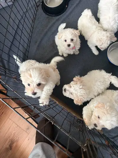 Maltipoo dogs, View more