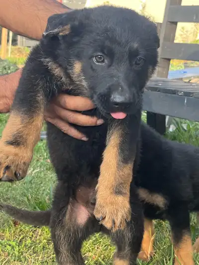 German Shepherd Puppies!, View more