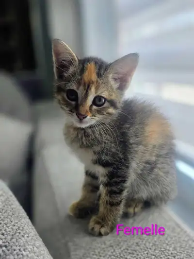 2 Adorables Chatons prêts , View more