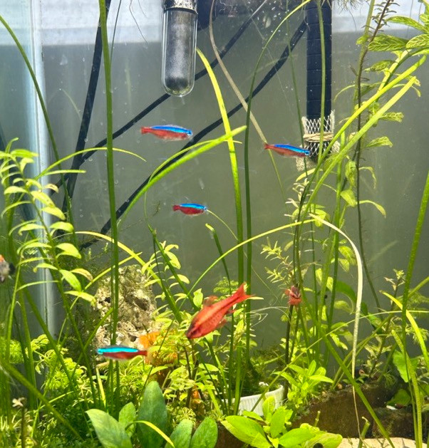 Tropical fish: Cardinal Tetra and Red Cherry Barb in Fish for Rehoming in Edmonton - Image 3
