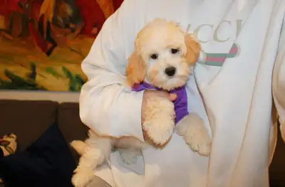 TEDDY BEAR POODLE MIX (Shih Tzu Maltese) , View more