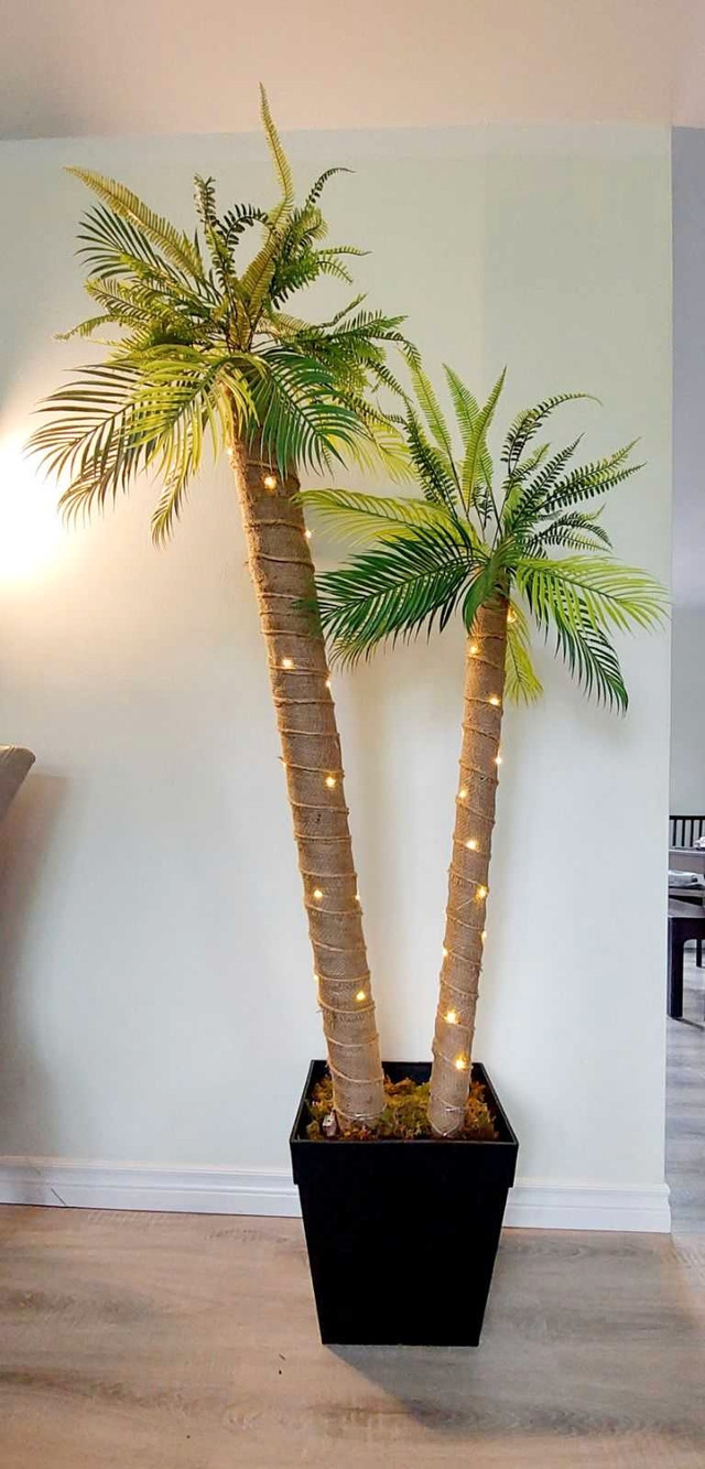 Palm Tree  in Outdoor Décor in Truro