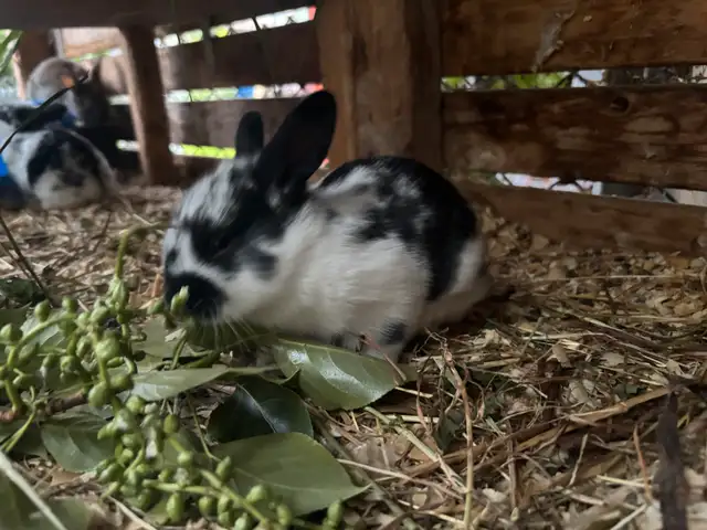 Bébé lapin nains croisés in Small Animals for Rehoming in Trois-Rivières - Image 3
