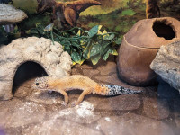 Leopard Gecko and tank